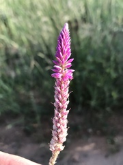 Hermbstaedtia fleckii