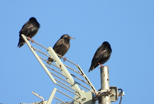 Spotless Starling, Prowincja Alicante, Hiszpania, photo 9 of 10