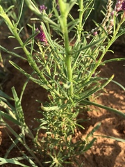 Hermbstaedtia fleckii