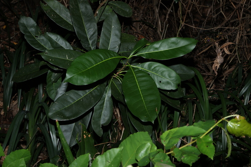 Native Olive (Chionanthus ramiflorus)