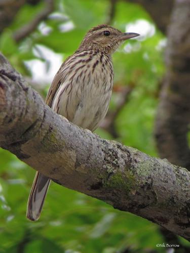 Striped Pipit