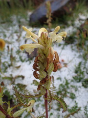 Pedicularis sibthorpii