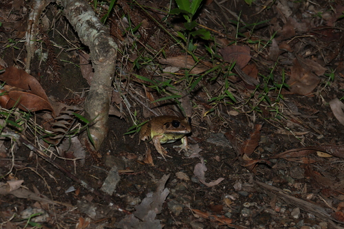 Great Barred Frog, Mixophyes fasciolatus