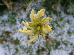 Pedicularis sibthorpii