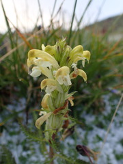 Pedicularis sibthorpii
