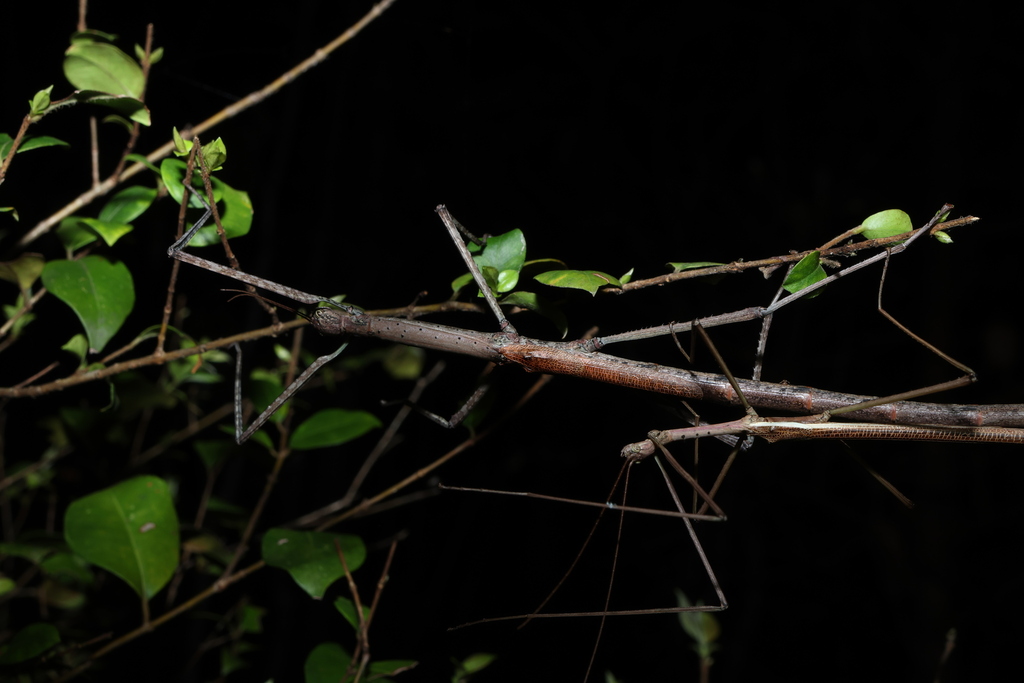 tessellated stick insect from Mount Coot-tha QLD, Australia on March 6 ...