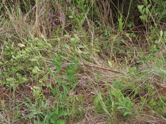 Gymnosporia markwardii