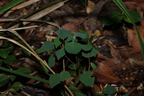 small homalanthus (Homalanthus stillingiifolius)