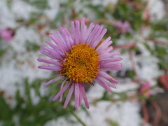 Erigeron caucasicus