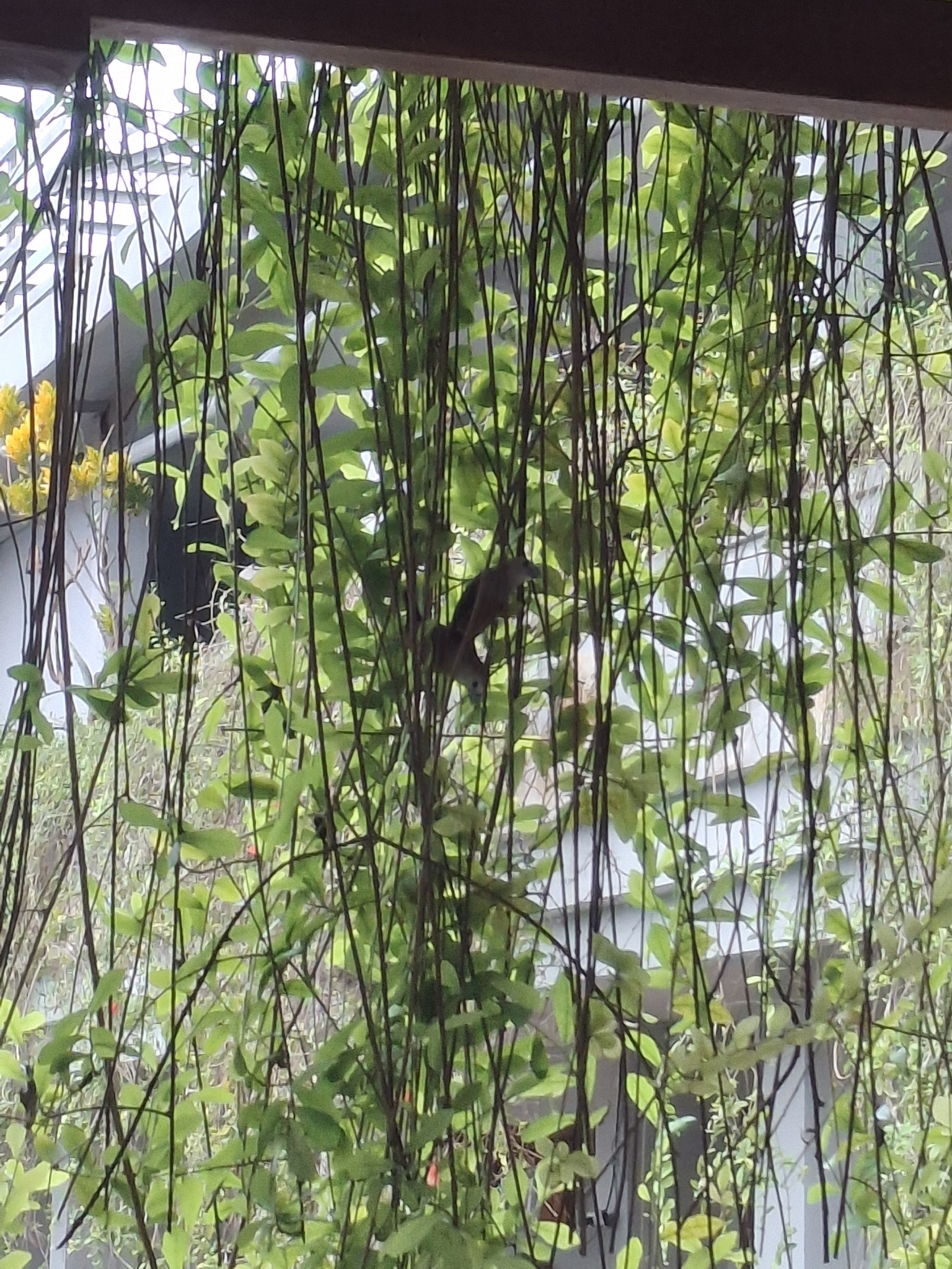 Pale-headed Munia (Lonchura pallida), photo 3
