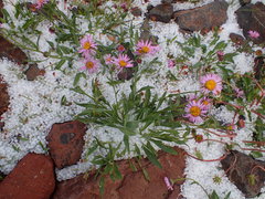 Erigeron caucasicus