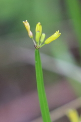 Tricoryne anceps
