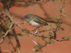 Apalis flavida viridiceps