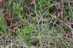 Tricoryne anceps