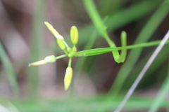Tricoryne anceps