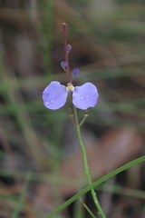 Comesperma sphaerocarpum