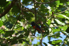 Trogon bairdii
