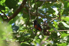 Trogon bairdii