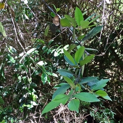 Laureliopsis philippiana