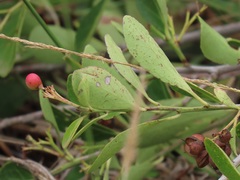Gymnosporia markwardii