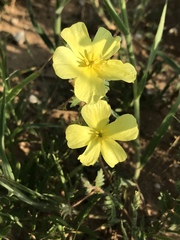 Tribulus zeyheri