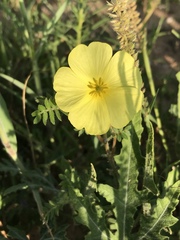 Tribulus zeyheri