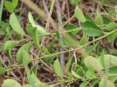 Gymnosporia markwardii