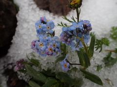 Myosotis alpestris