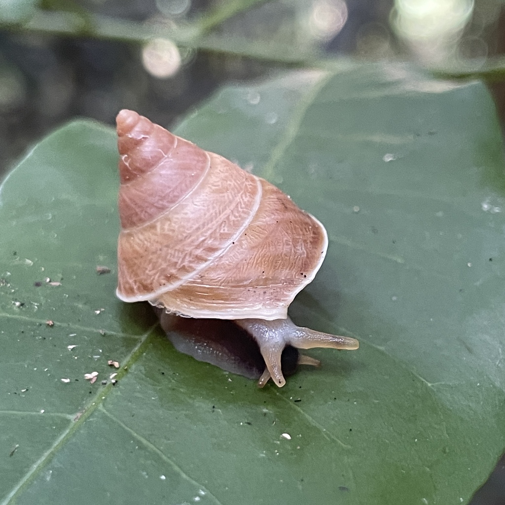 Oxychona currani