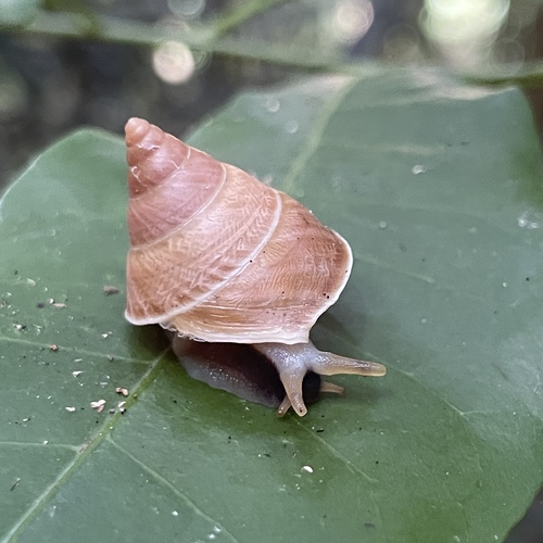 Oxychona currani