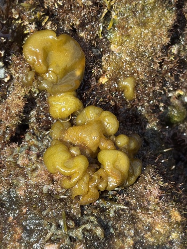 Colpomenia sinuosa observed 2026-03-06