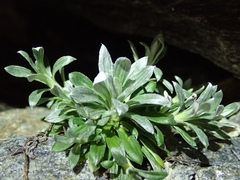 Celmisia durietzii
