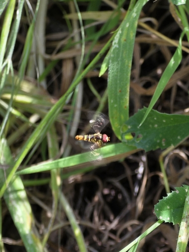 Unknown species found near Orchard Hills, Irvine, CA, USA