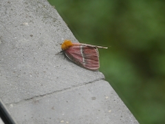 Pseudodirphia menander