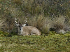 Odocoileus virginianus ustus