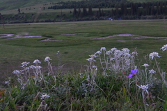 Leontopodium campestre