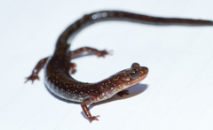 Plethodon shenandoah