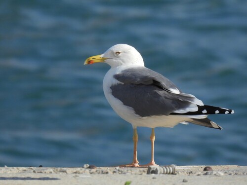 Steppe Gull｜草原鸥 参考照片