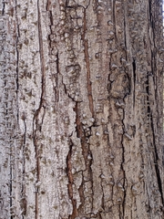 Pochota fendleri