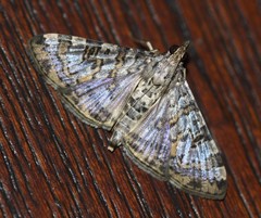 Dysallacta negatalis