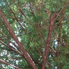 Saxegothaea conspicua