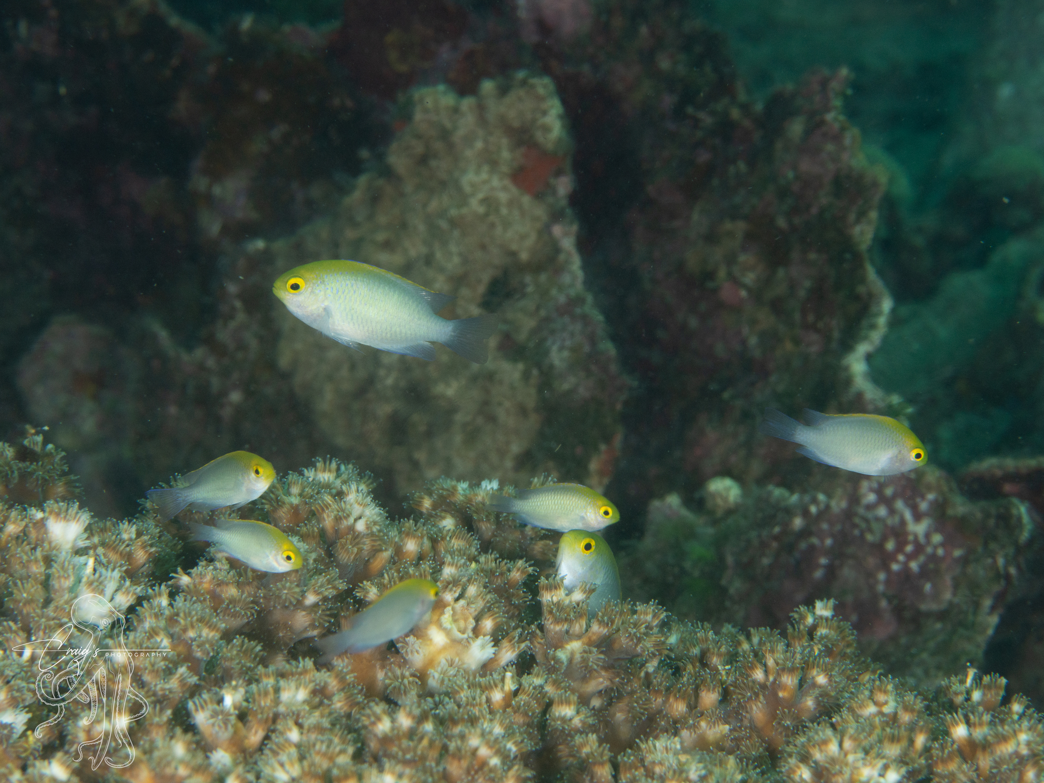 Goldhead Damselfish photo 7