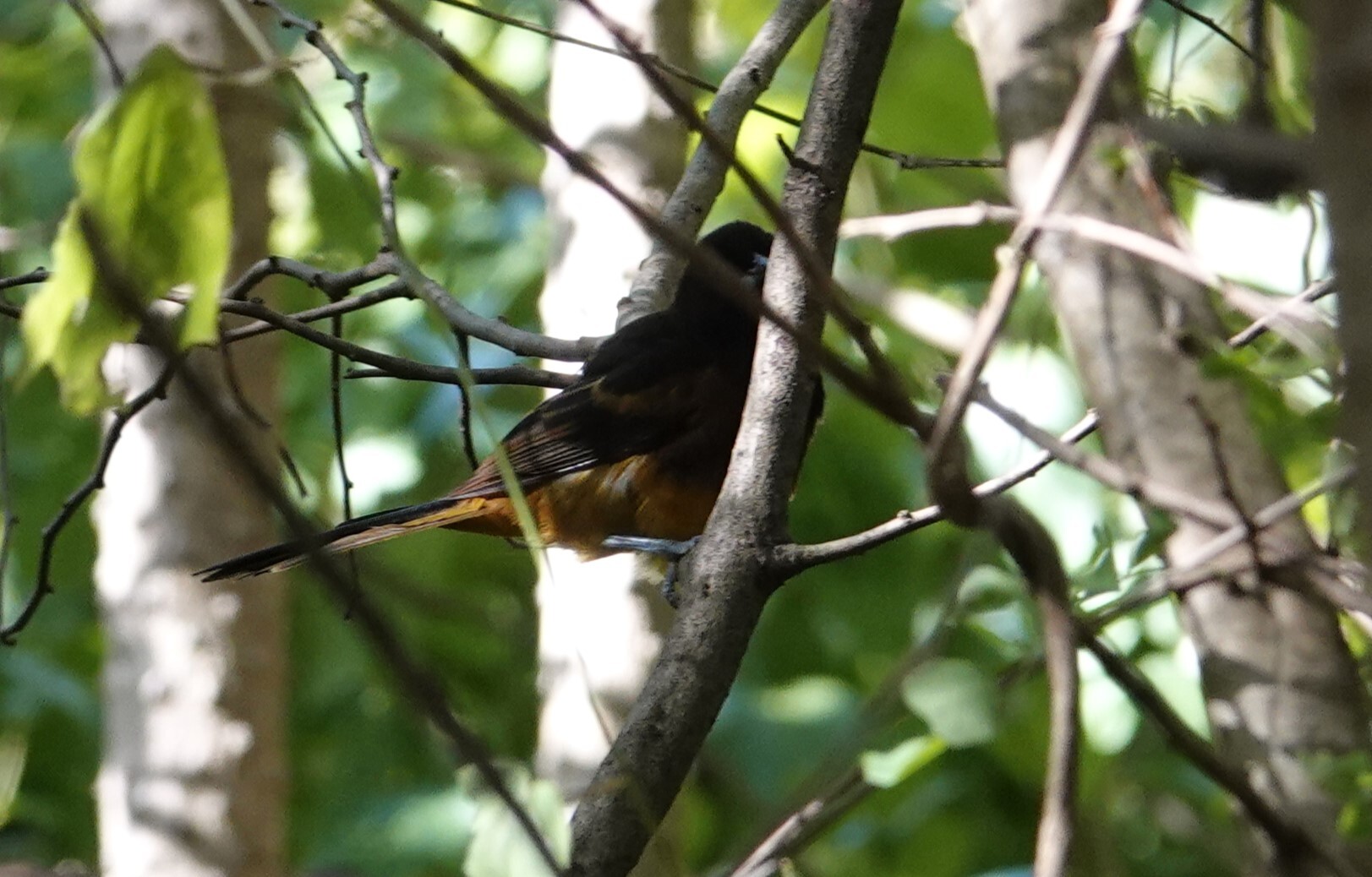 St. Lucia Oriole (Icterus laudabilis), photo 3