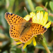 Cytheris Fritillary - Photo (c) Wendy Feltham, some rights reserved (CC BY-NC), uploaded by Wendy Feltham