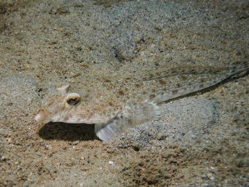 Australian darter dragonet (Callionymus macdonaldi) — Callionymidae — 4