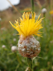 Centaurea pterocaula