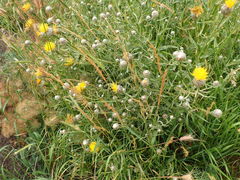 Centaurea pterocaula