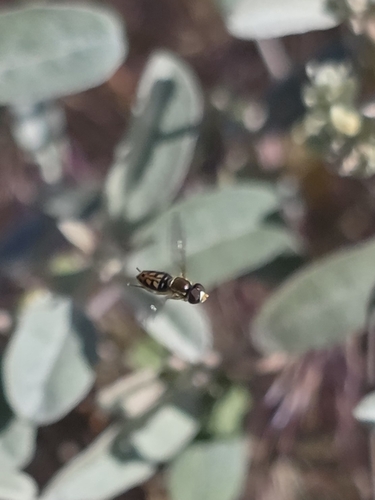 Unknown species found near Orchard Hills, Irvine, CA, USA