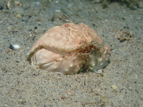 Calappa clypeata observed 2014-01-02