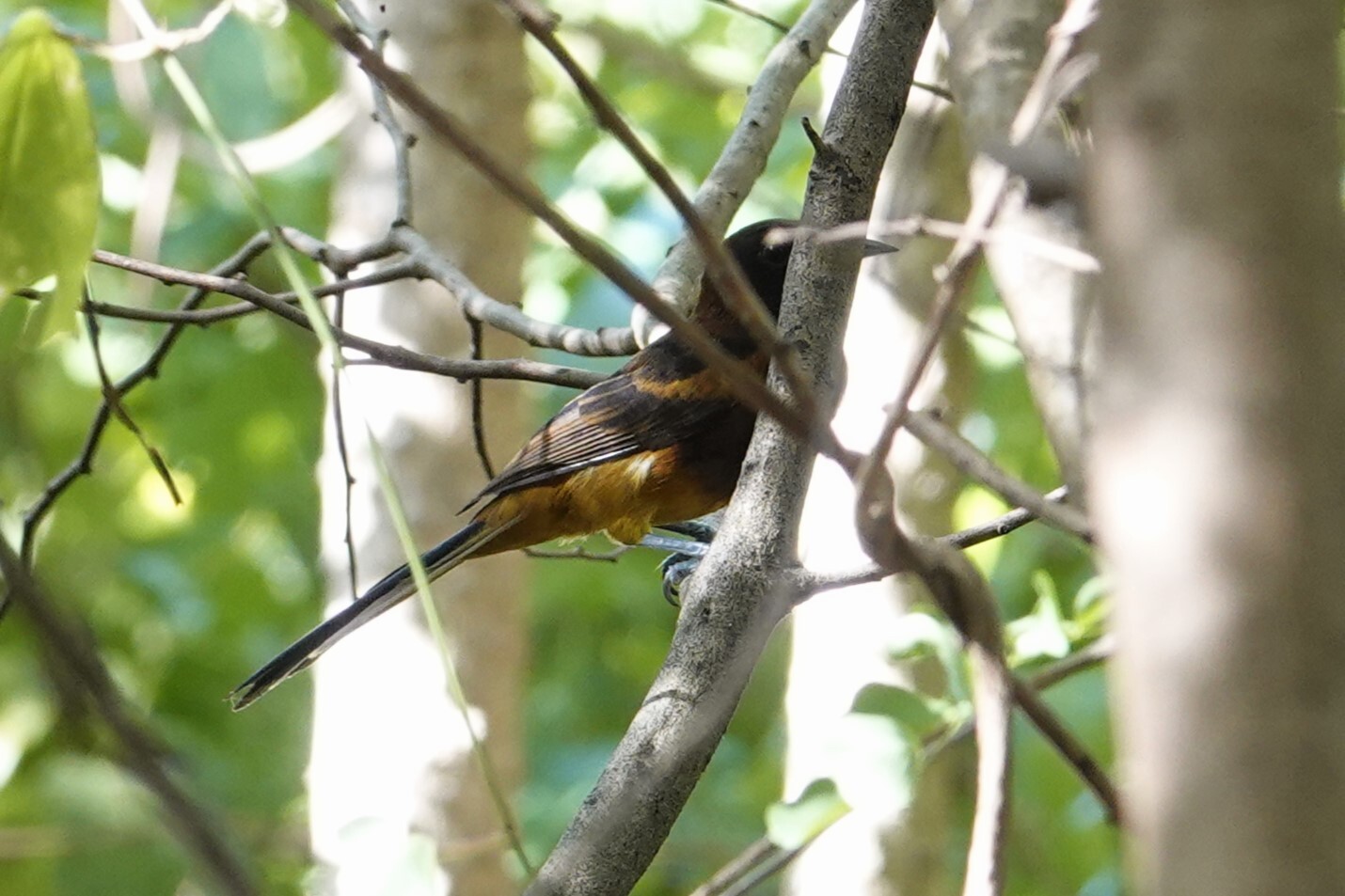 St. Lucia Oriole (Icterus laudabilis), photo 4